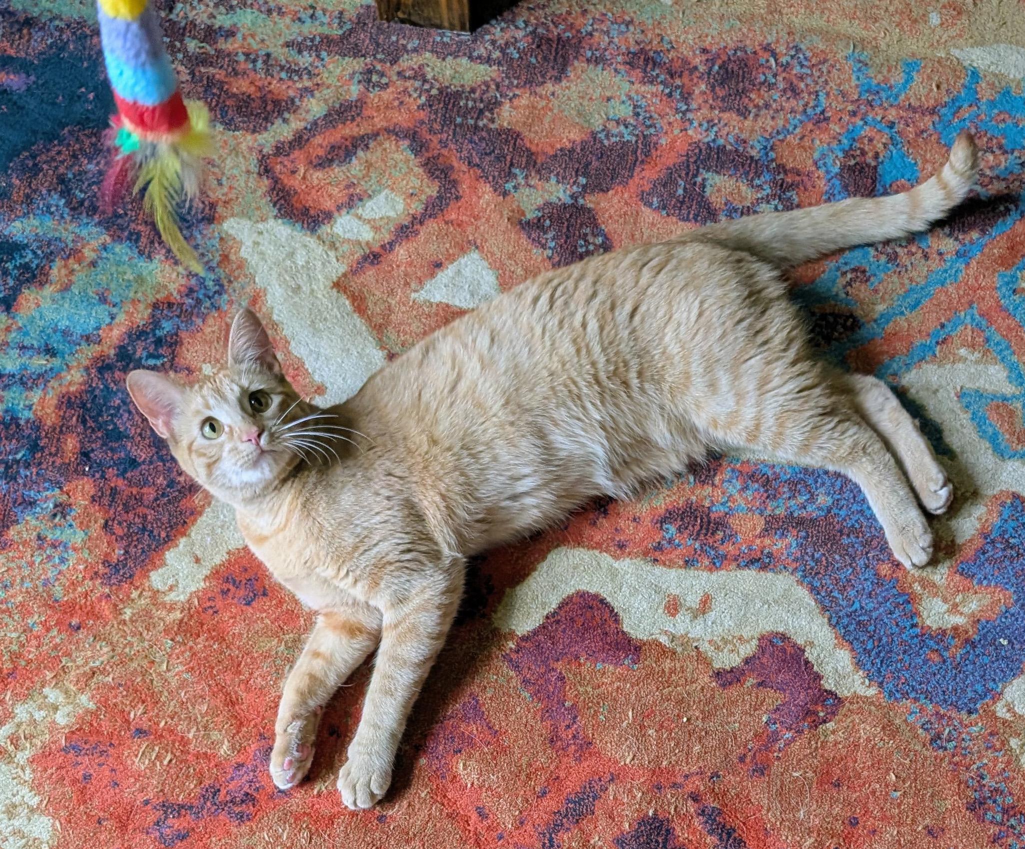 Enlarge Jovie, a ADOPTABLE Domestic Short Hair in Manhattan, KS image 6/6