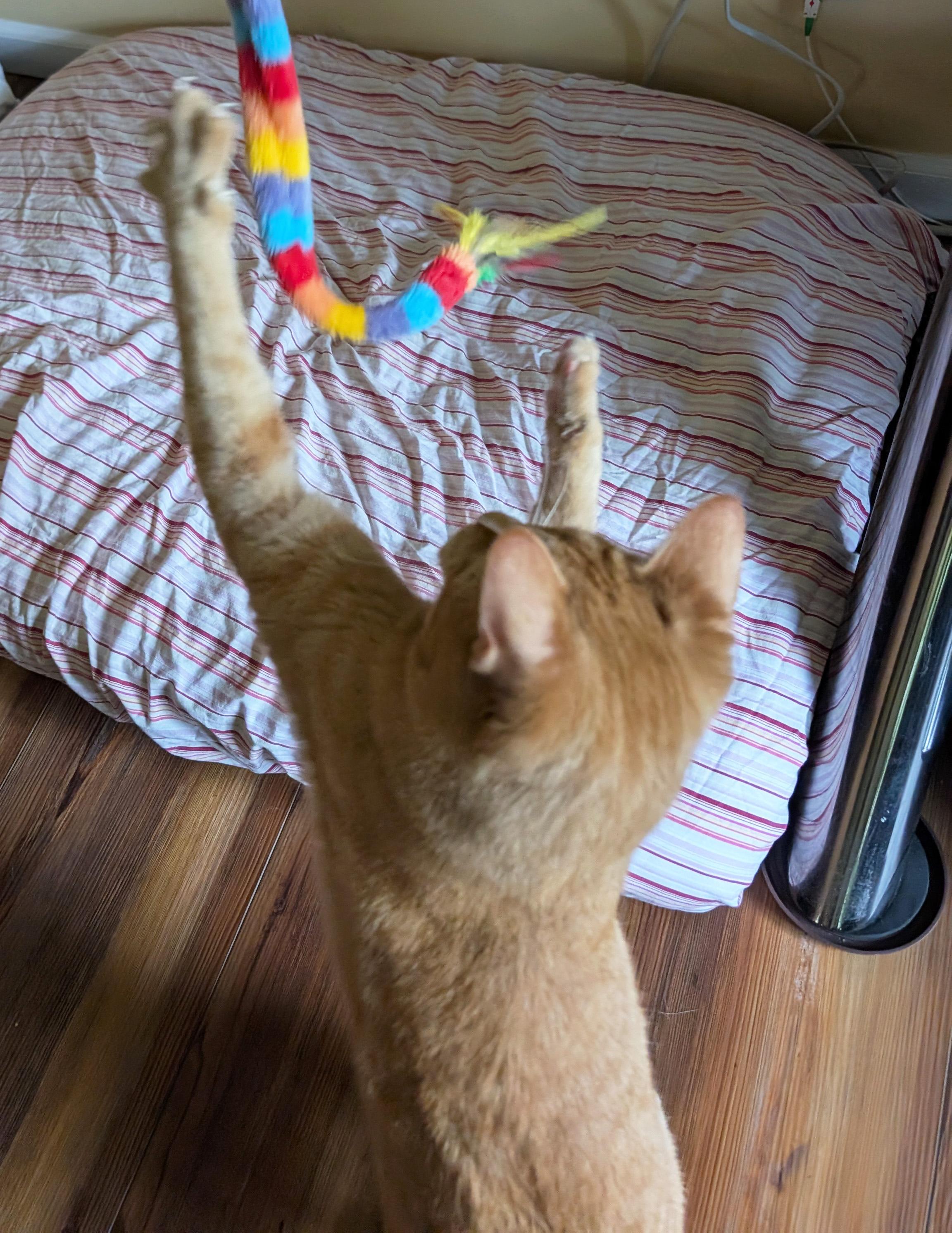 Enlarge Jovie, a ADOPTABLE Domestic Short Hair in Manhattan, KS image 2/6