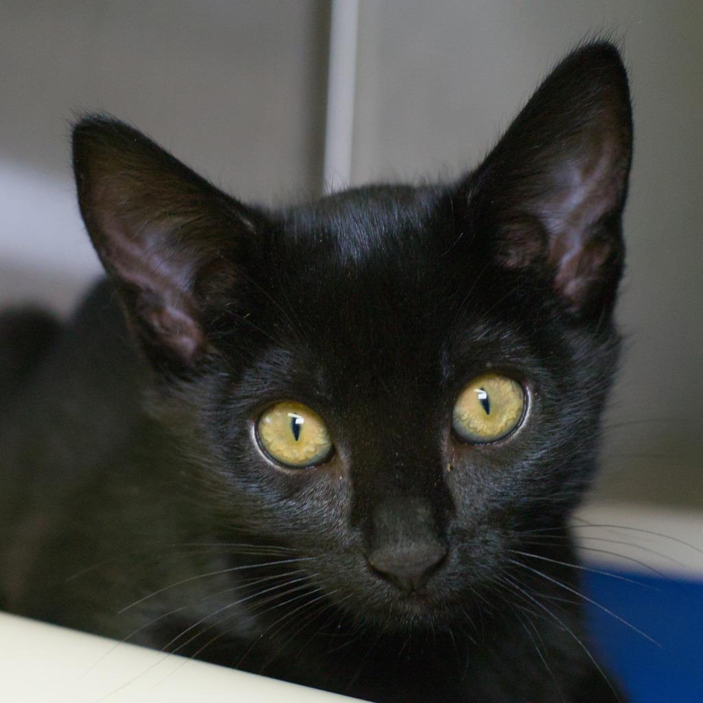 Nori, Adoptable, Kitten Female Domestic Short Hair.