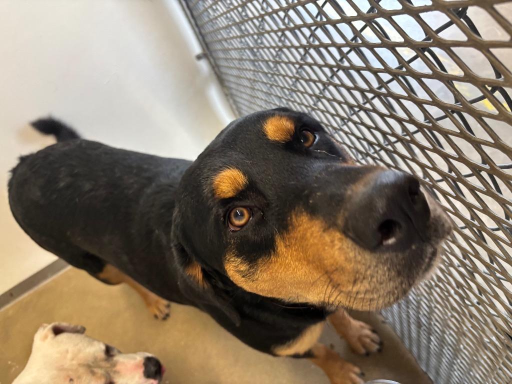 Butter, Adoptable, Adult Female Rottweiler & Mixed Breed.