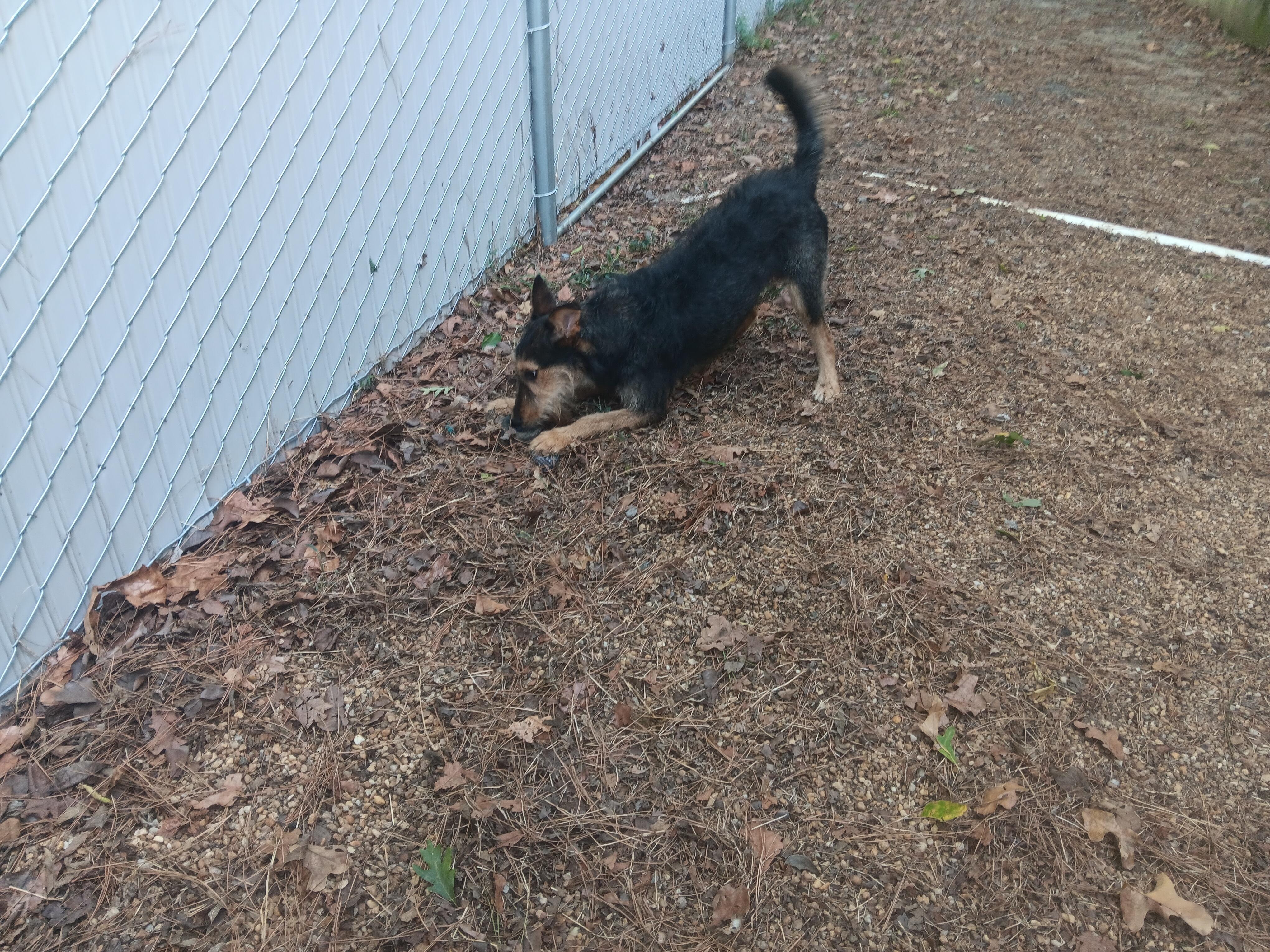 CeCe, Adoptable, Adult Female Mixed Breed.