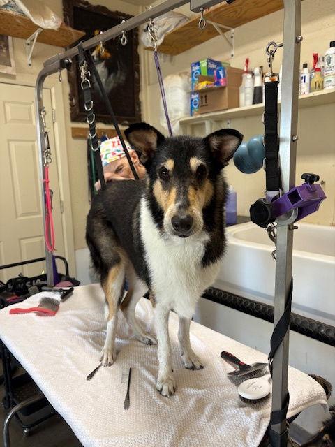 Enlarge Amelia, a Adoptable Collie in Pueblo West, CO image 1/3