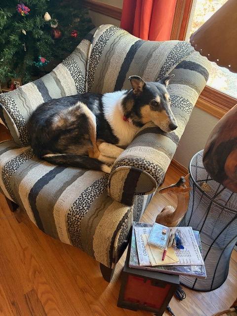 Enlarge Amelia, a Adoptable Collie in Pueblo West, CO image 2/3