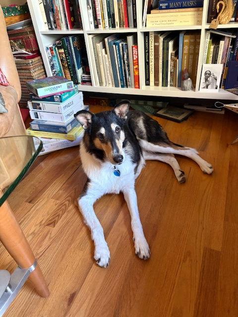 Enlarge Amelia, a Adoptable Collie in Pueblo West, CO image 3/3