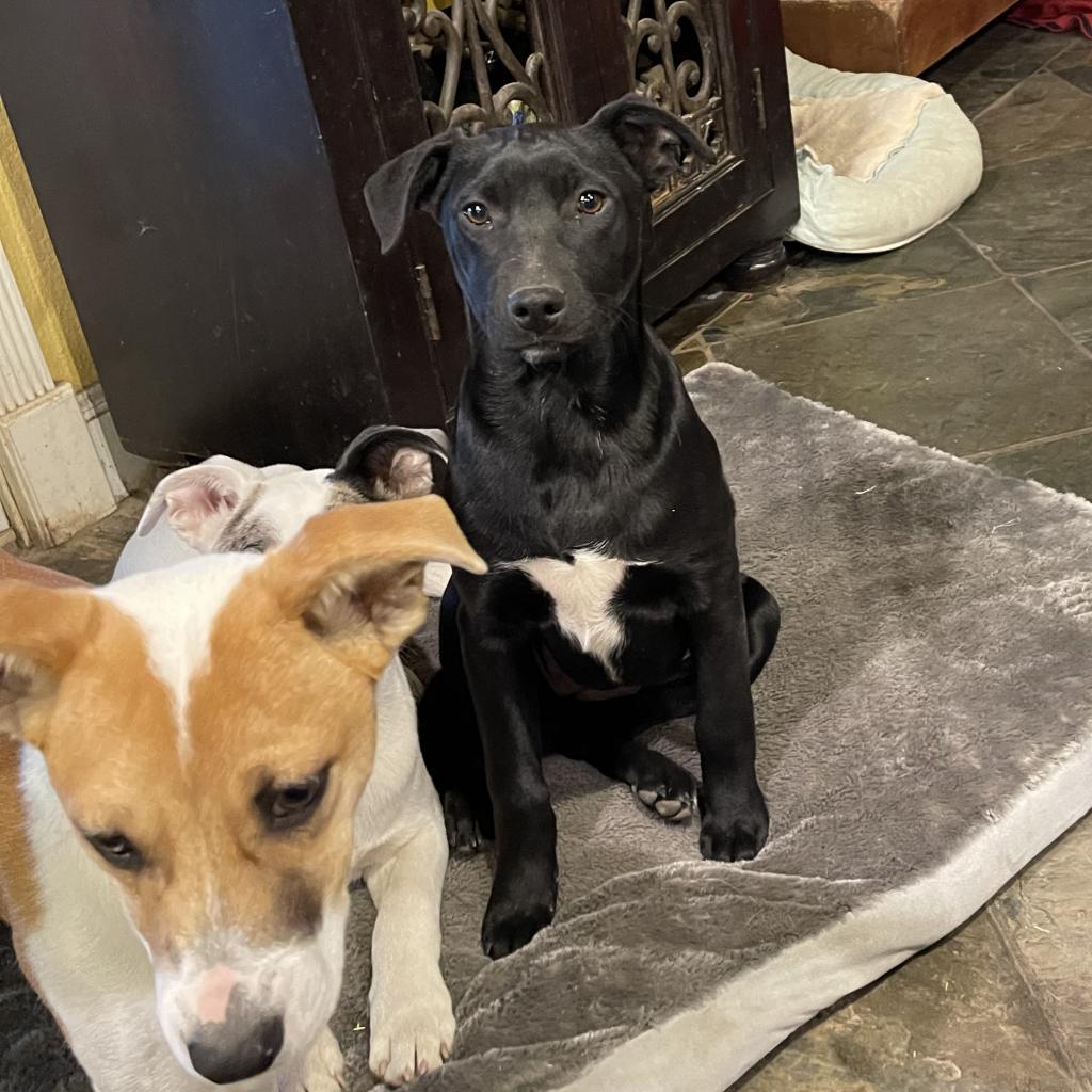 Gia, Adoptable, Adult Female Cattle Dog & Mixed Breed.