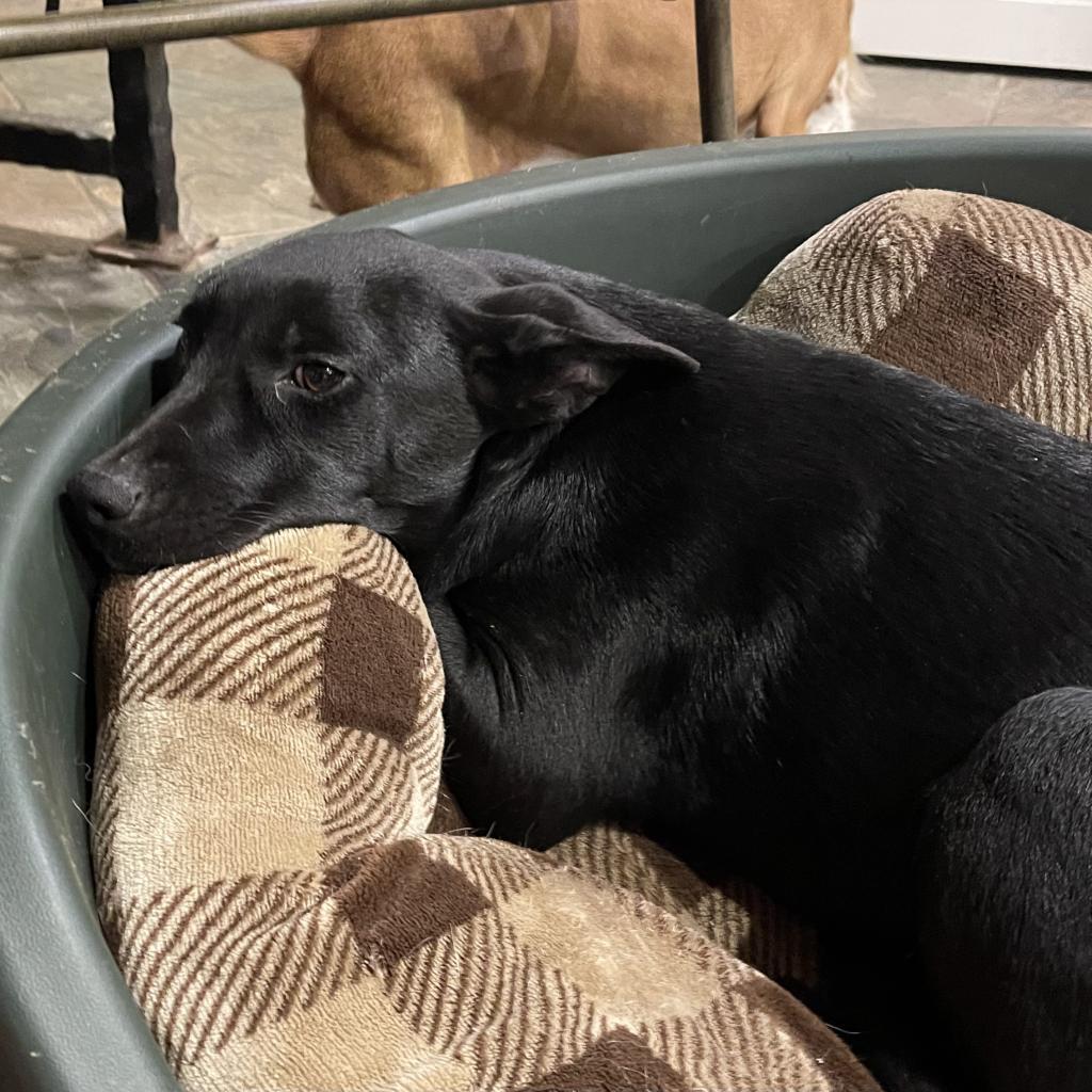 Gia, a Adoptable mixed breed in Dallas, TX image 2/6