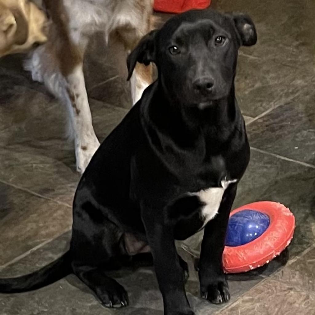 Gia, a Adoptable mixed breed in Dallas, TX image 3/6