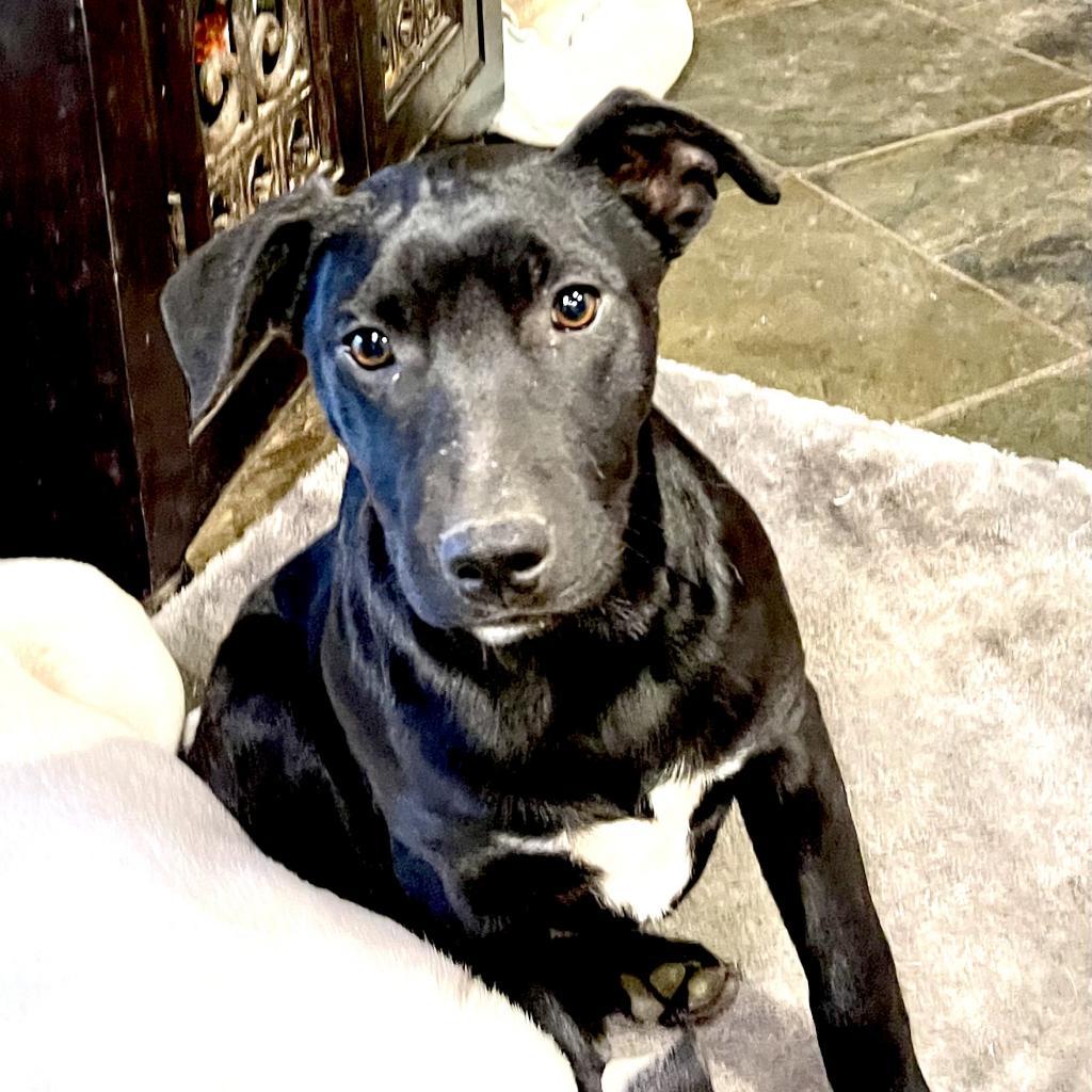 Gia, a Adoptable mixed breed in Dallas, TX image 4/6