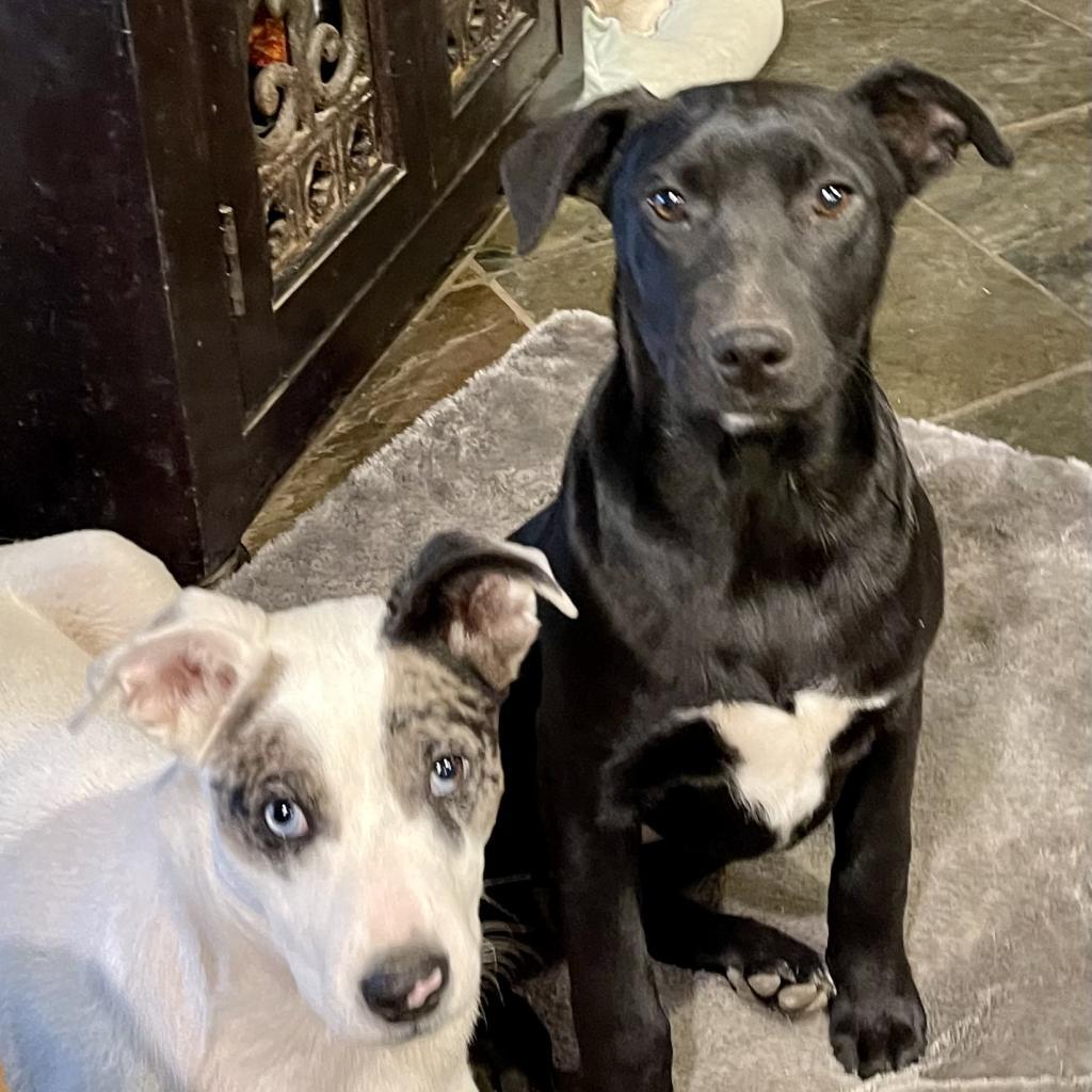 Gia, a Adoptable mixed breed in Dallas, TX image 6/6