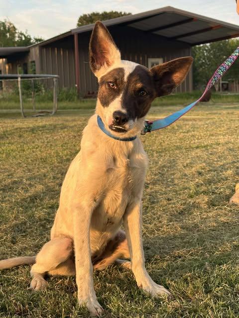 Elias, Baby Female Catahoula Leopard Dog