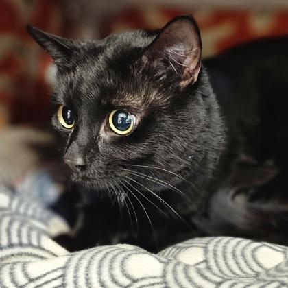 Enlarge Feets, a Adoptable mixed breed in Scotia, NY image 1/2