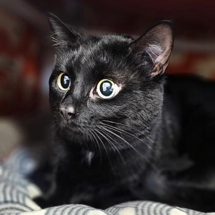 Enlarge Feets, a Adoptable mixed breed in Scotia, NY image 2/2