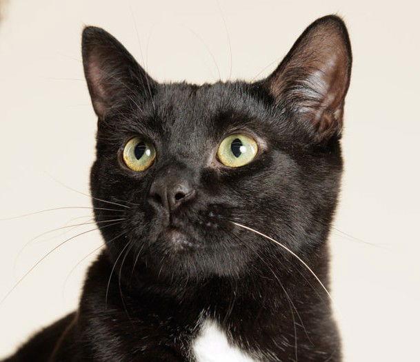 Will ( + Hannah), Adoptable, Adult Male Domestic Short Hair.