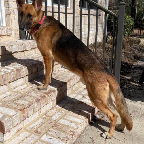 Ozzy, Adoptable, Adult Male German Shepherd Dog & Mixed Breed.