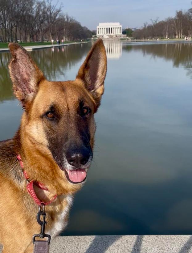 Enlarge Ozzy, a Adoptable mixed breed in Washington DC, DC image 2/6