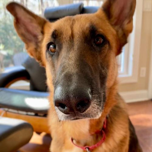 Enlarge Ozzy, a Adoptable mixed breed in Washington DC, DC image 2/5