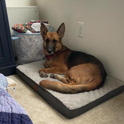 Enlarge Ozzy, a Adoptable mixed breed in Washington DC, DC image 4/5