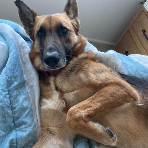 Enlarge Ozzy, a Adoptable mixed breed in Washington DC, DC image 5/5