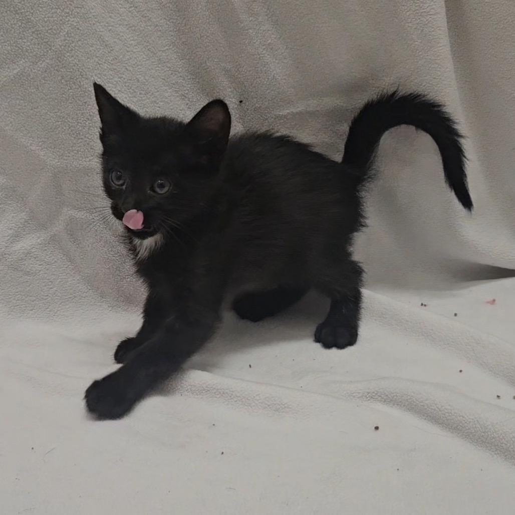 Enlarge Herschel, a Adoptable Domestic Short Hair in Rexburg, ID image 1/1