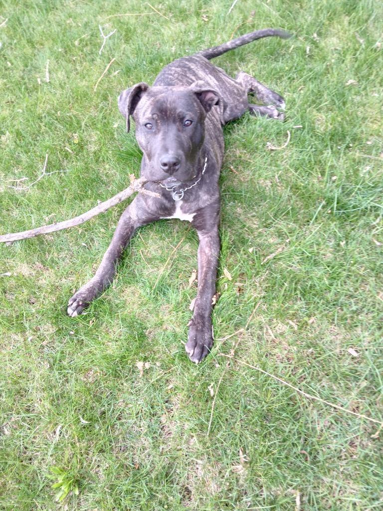 Enlarge Smoke, a Adoptable mixed breed in Saint James, MN image 1/1