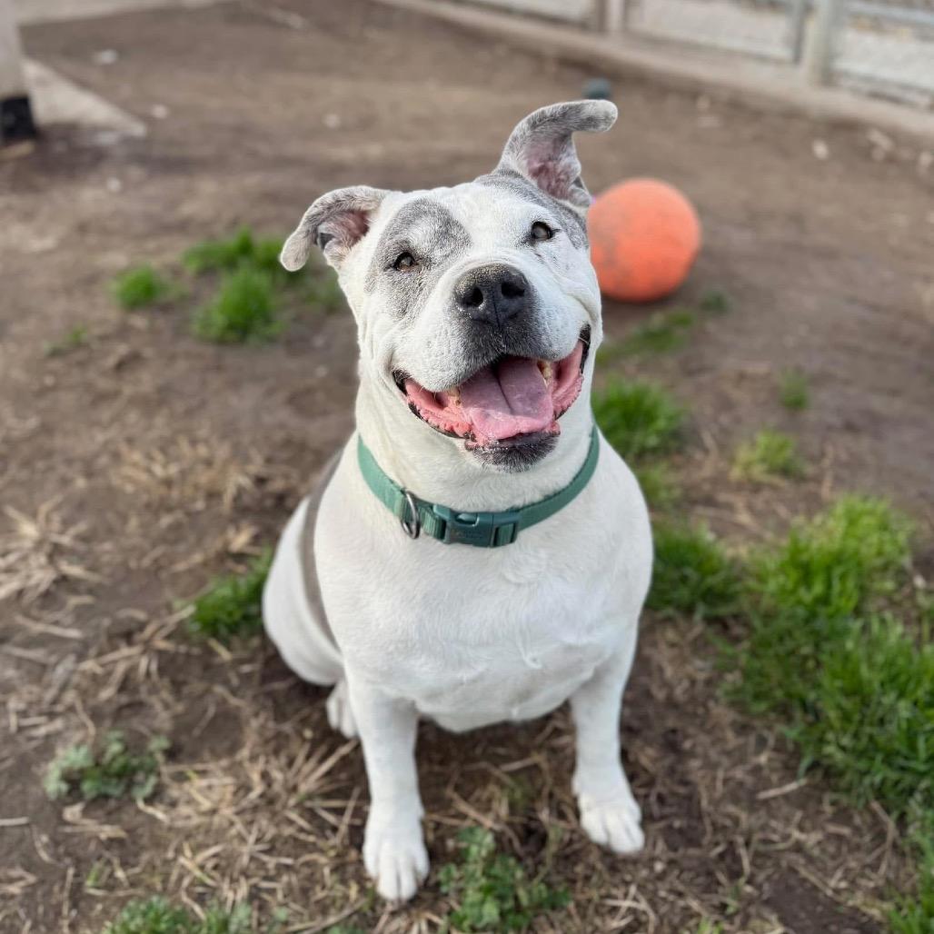Jaden aka Moo, Adoptable, Senior Female Pit Bull Terrier.