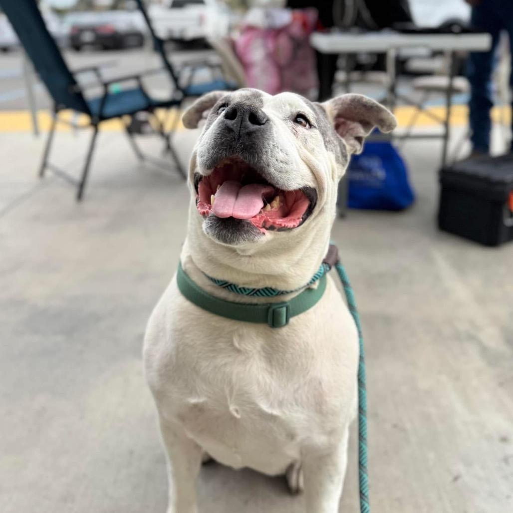 Jaden aka Moo, Adoptable, Senior Female Pit Bull Terrier.