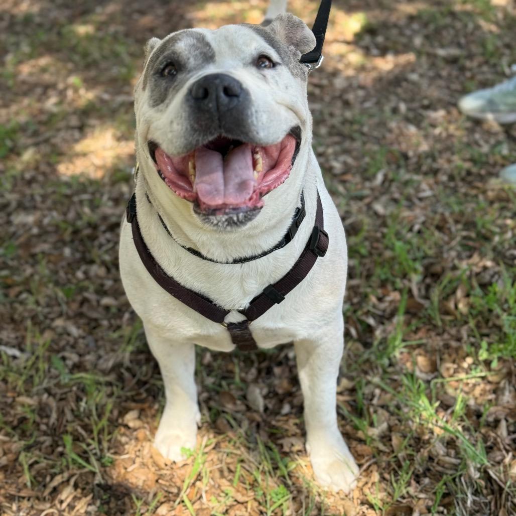 Enlarge Jaden aka Moo, a Adoptable Pit Bull Terrier in San Diego, CA image 2/6