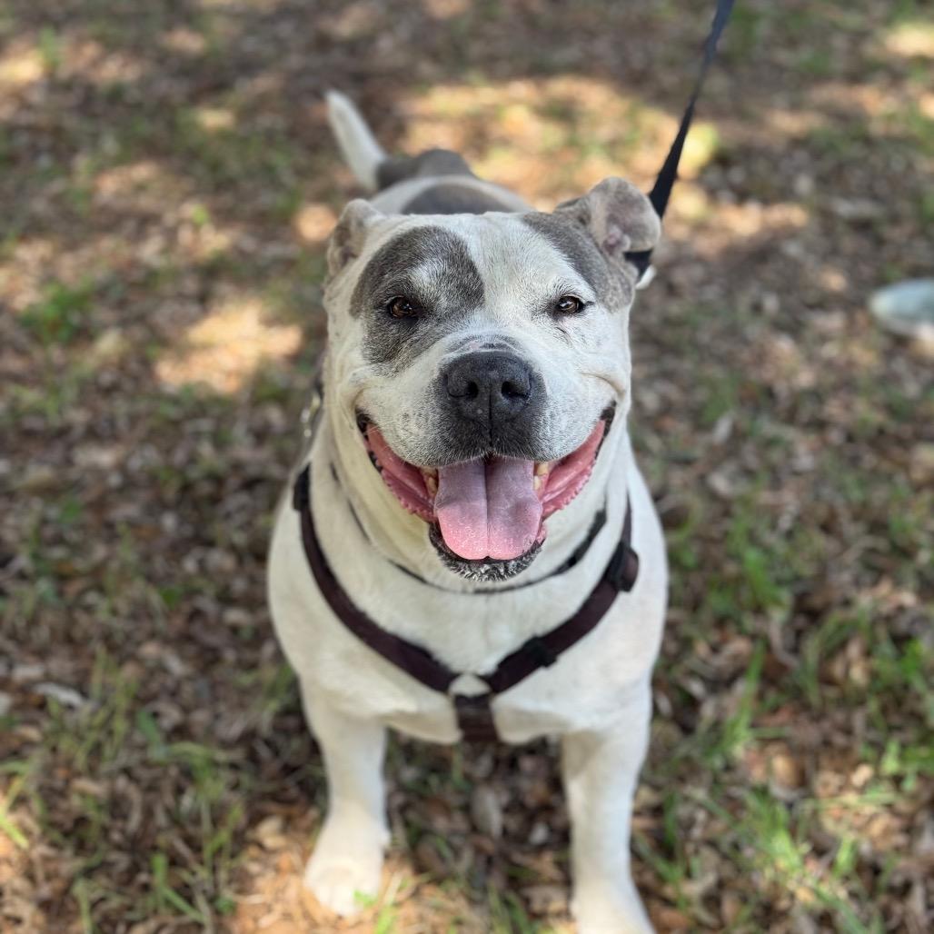 Enlarge Jaden aka Moo, a Adoptable Pit Bull Terrier in San Diego, CA image 4/6