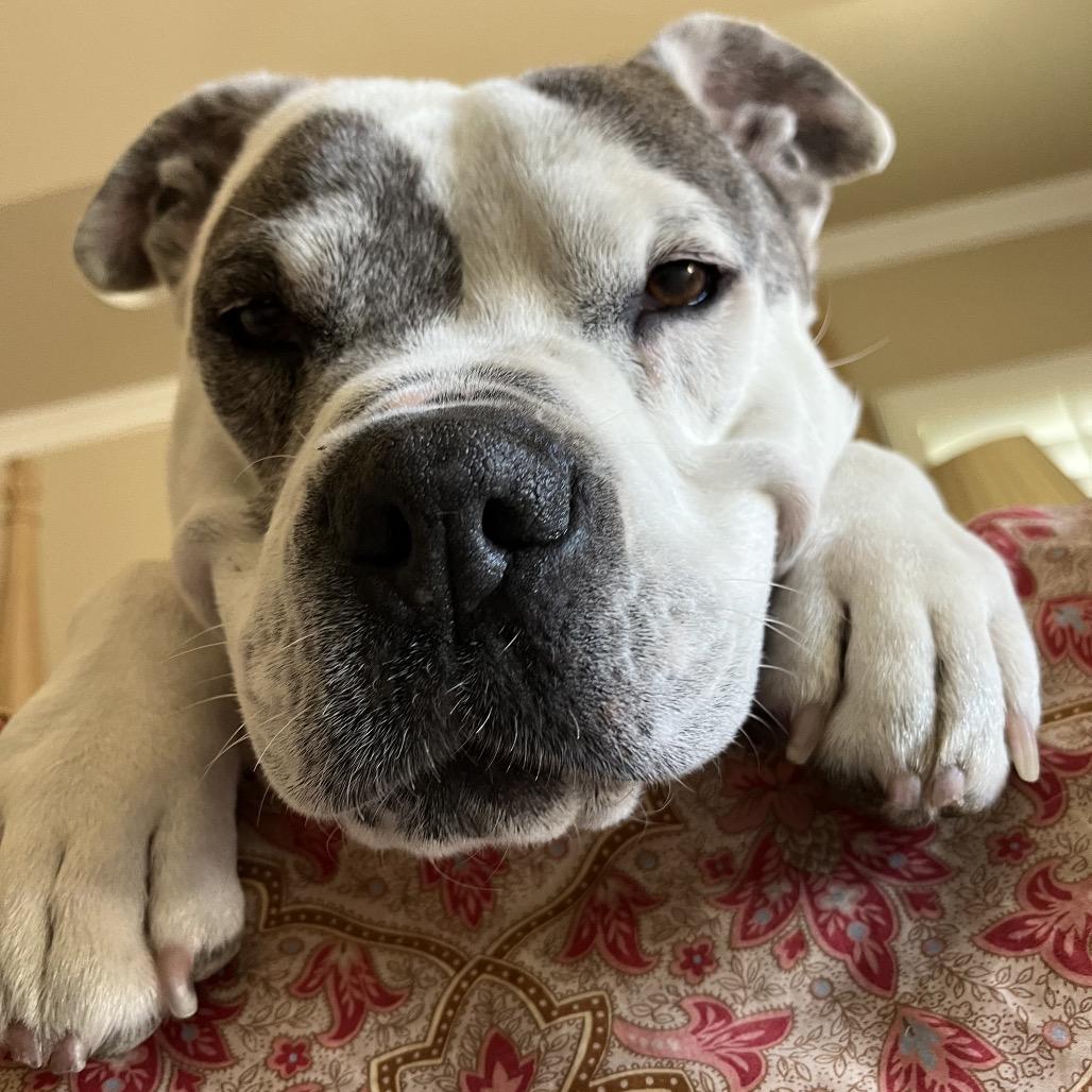 Enlarge Jaden aka Moo, a Adoptable Pit Bull Terrier in San Diego, CA image 5/6