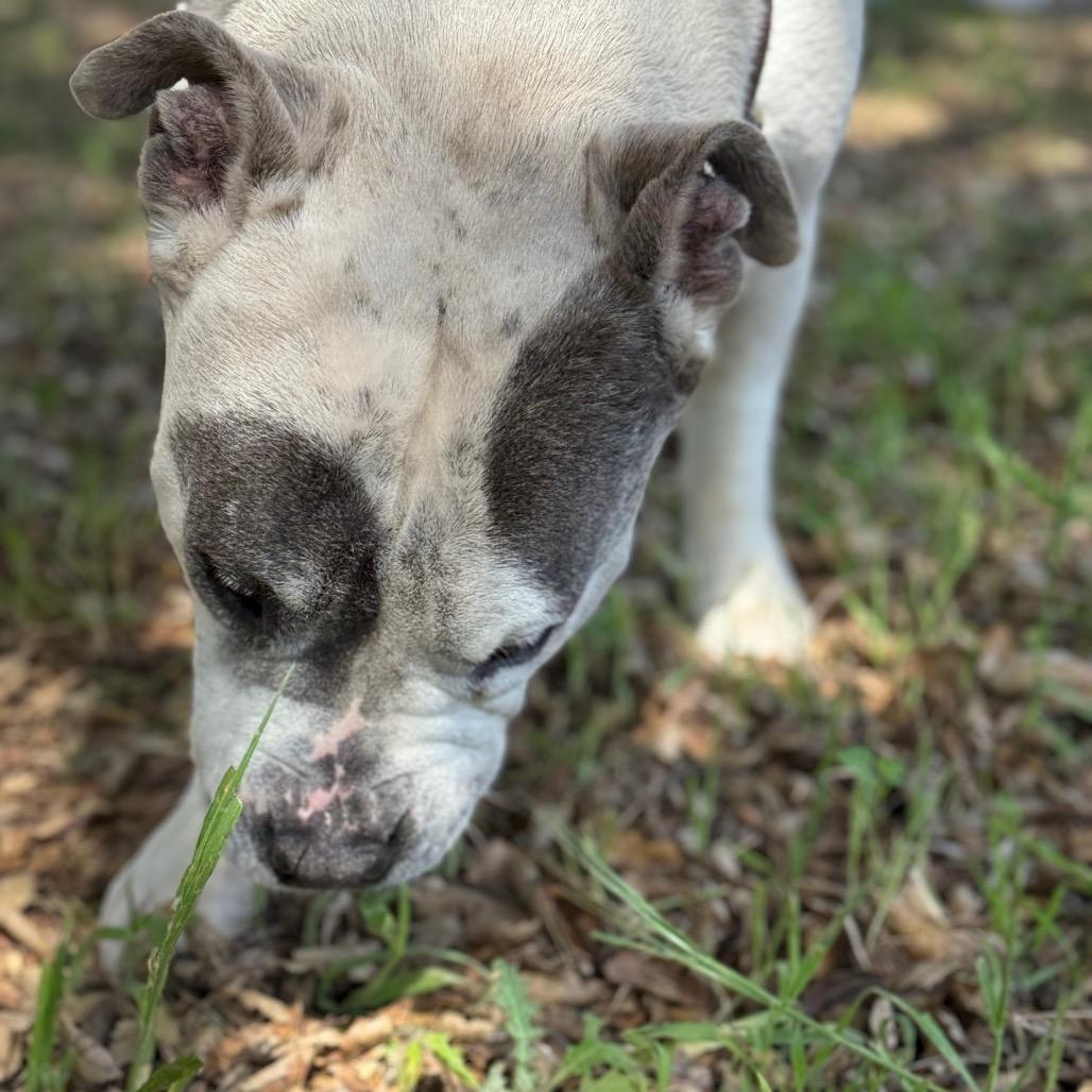 Enlarge Jaden aka Moo, a Adoptable Pit Bull Terrier in San Diego, CA image 6/6