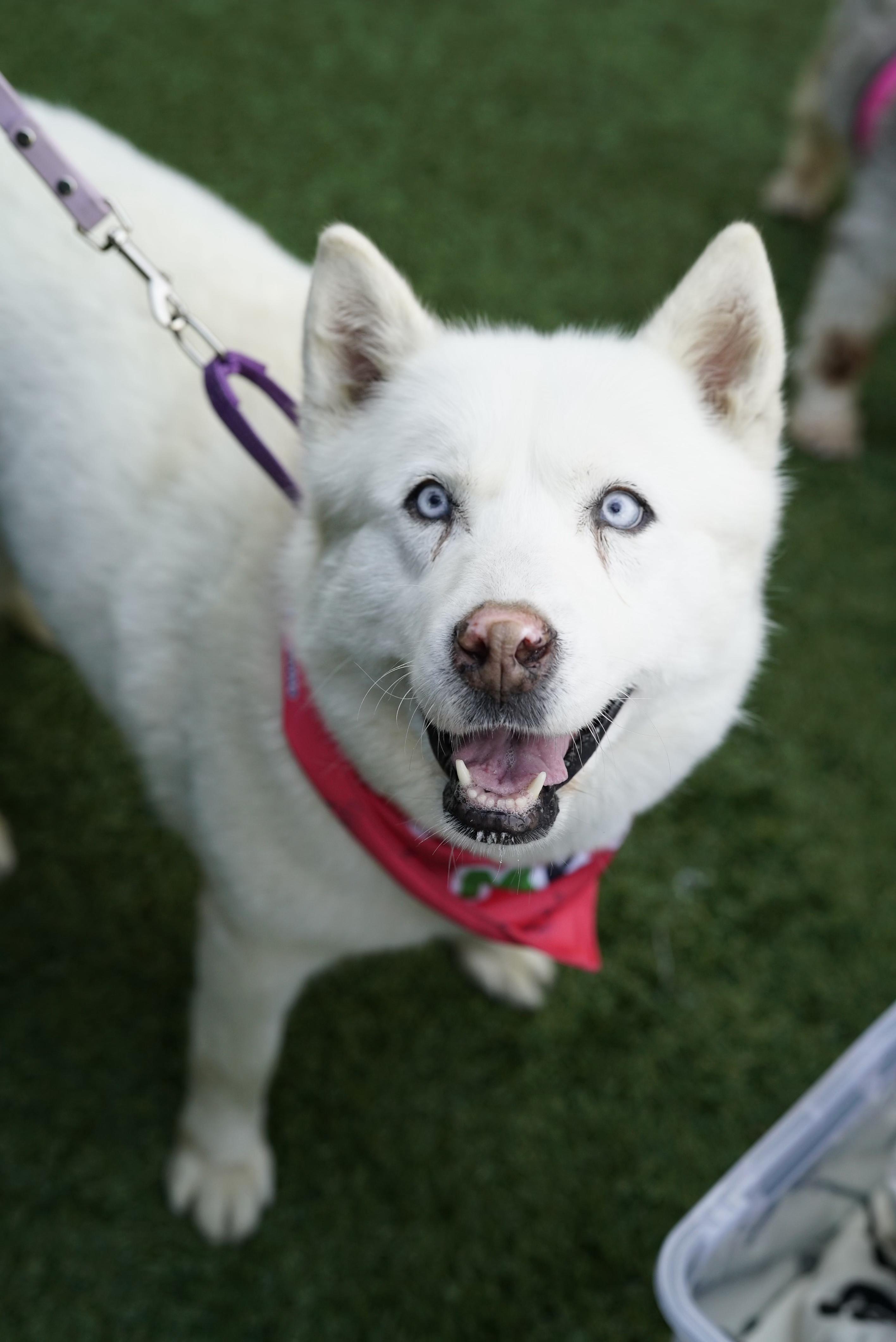 Dog for adoption Snow Our Longest Rescue Resident Needs a Home!, a