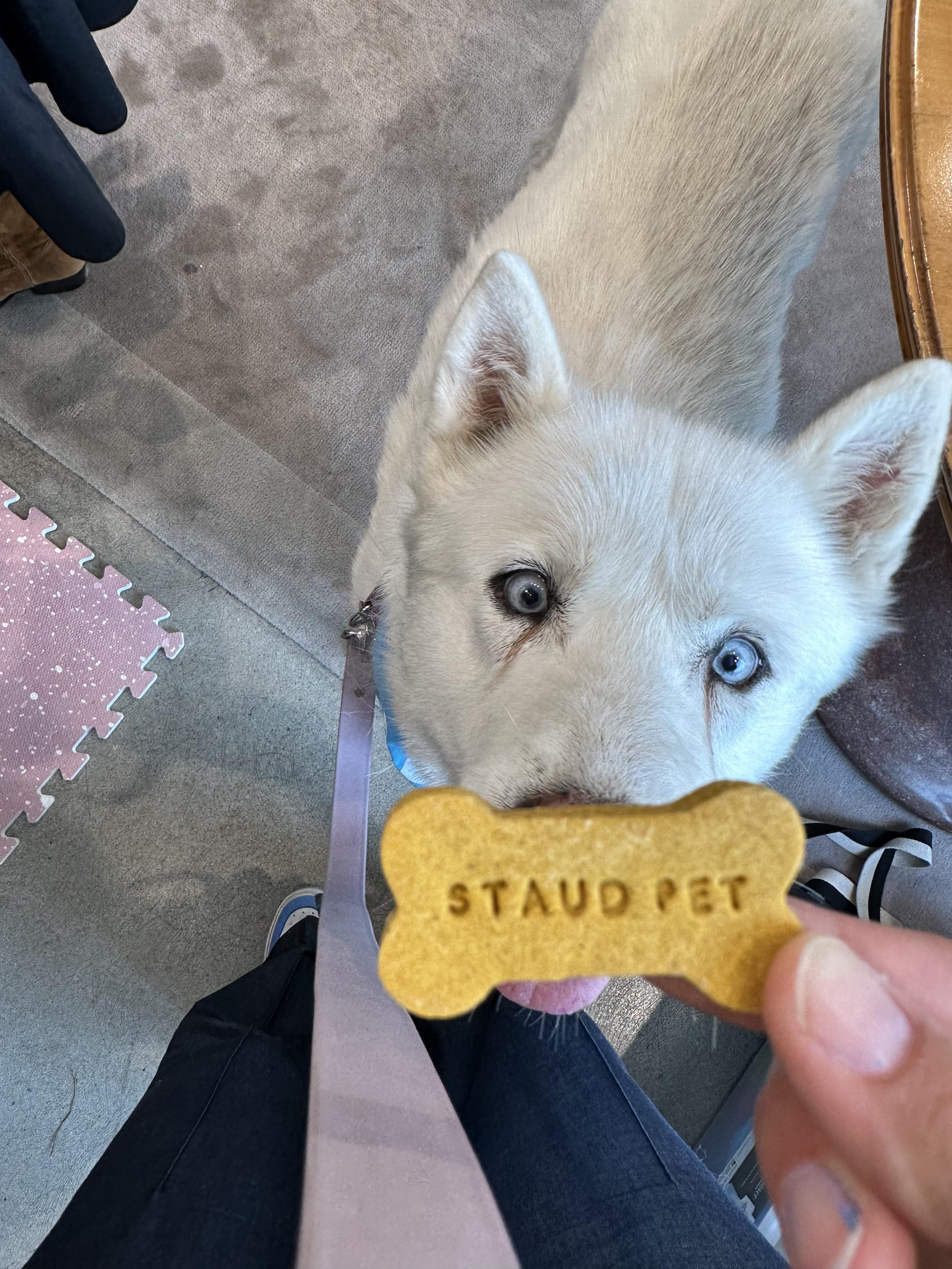 Dog for adoption Snow Our Longest Rescue Resident Needs a Home!, a