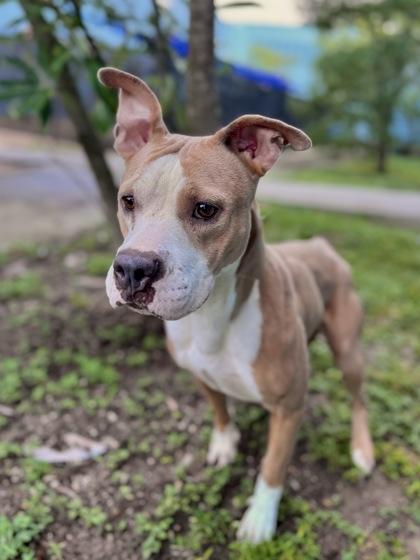 Enlarge Rue (in Foster), a Adoptable mixed breed in New Orleans, LA image 1/2