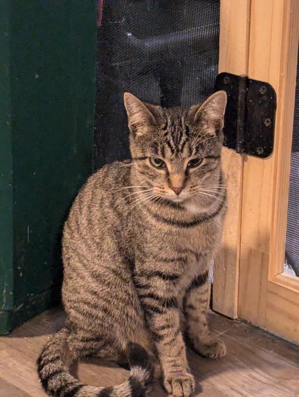 Gertie, Adoptable, Young Female Domestic Short Hair.