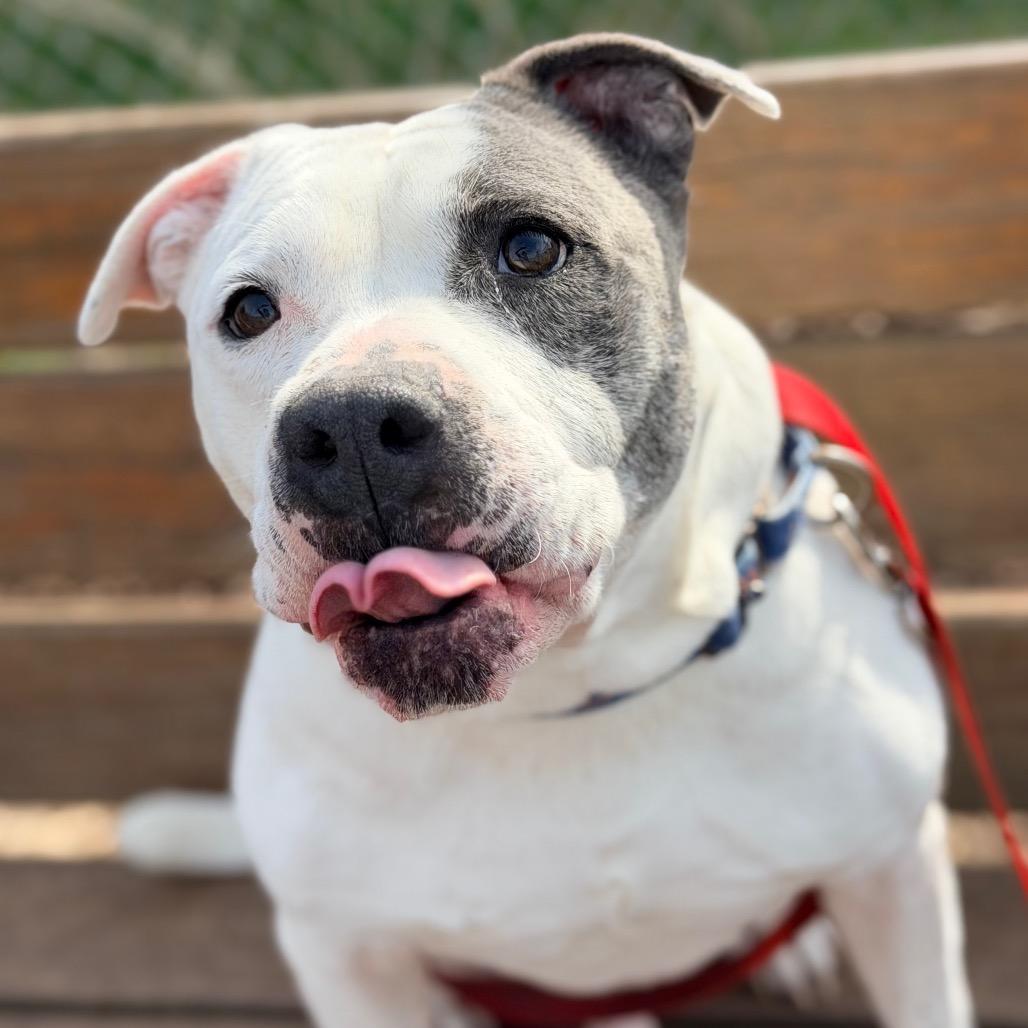 Enlarge Fjord, a Adoptable mixed breed in Champaign, IL image 6/6