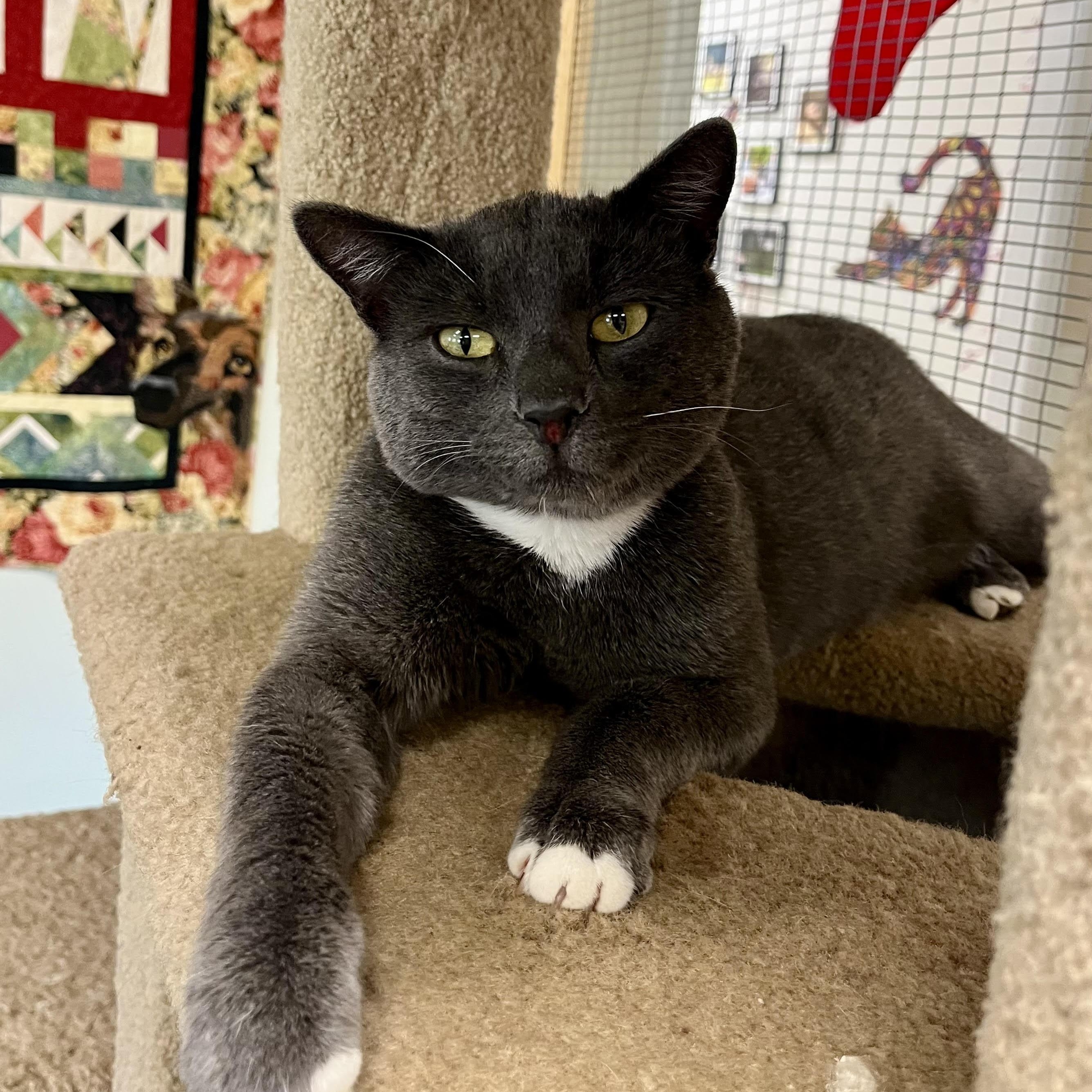 Jb, ADOPTABLE, Adult Male American Shorthair.