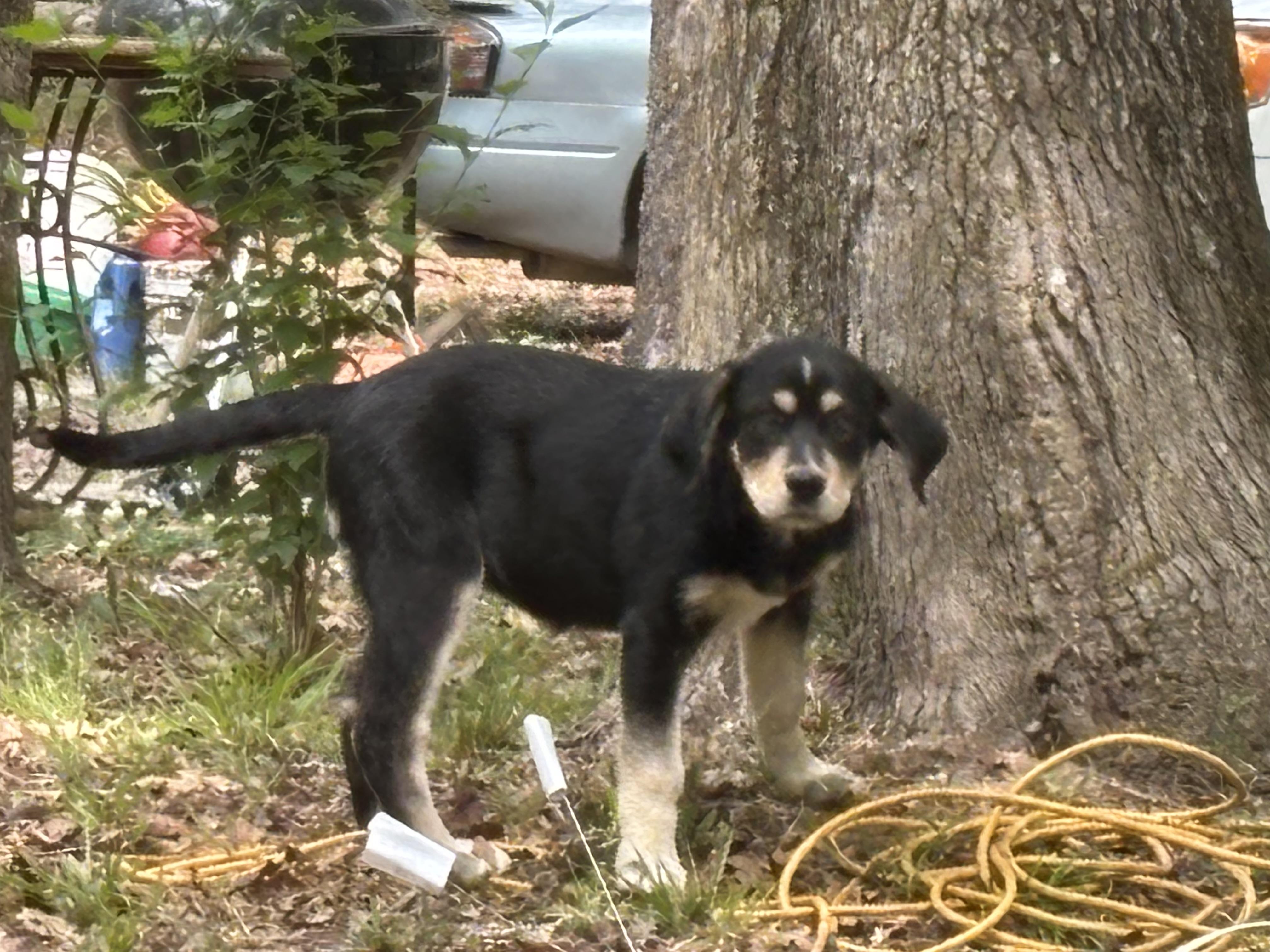 Mahli is pending!, a Adoptable mixed breed in Lewiston, ME image 6/6