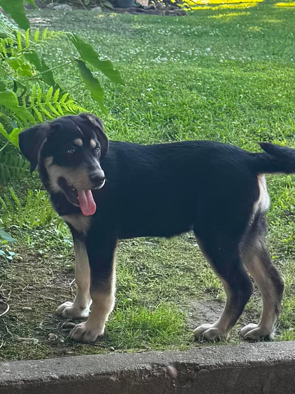Mahli is pending!, a Adoptable mixed breed in Lewiston, ME image 2/6