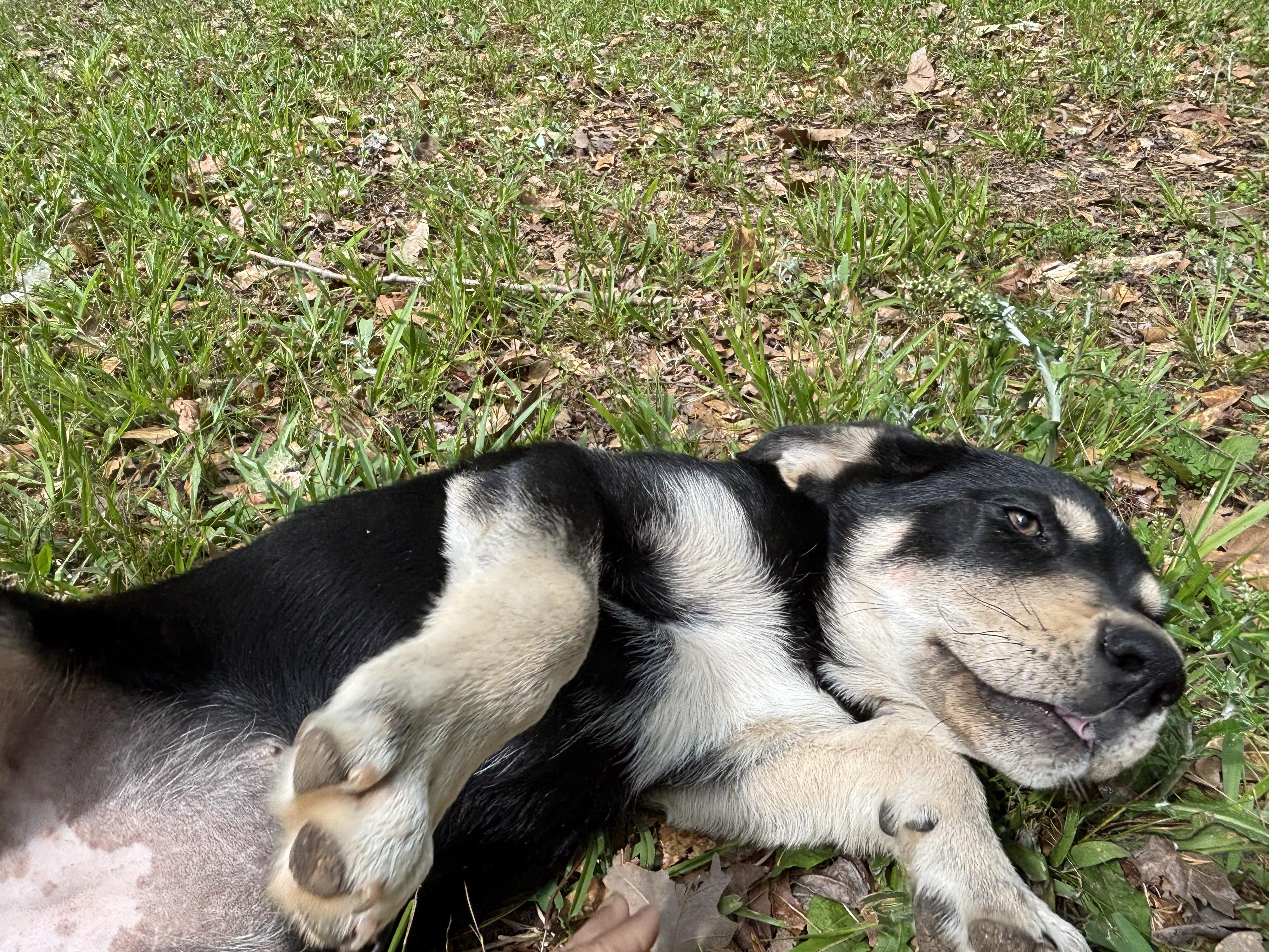 Mahli is pending!, a Adoptable mixed breed in Lewiston, ME image 5/6