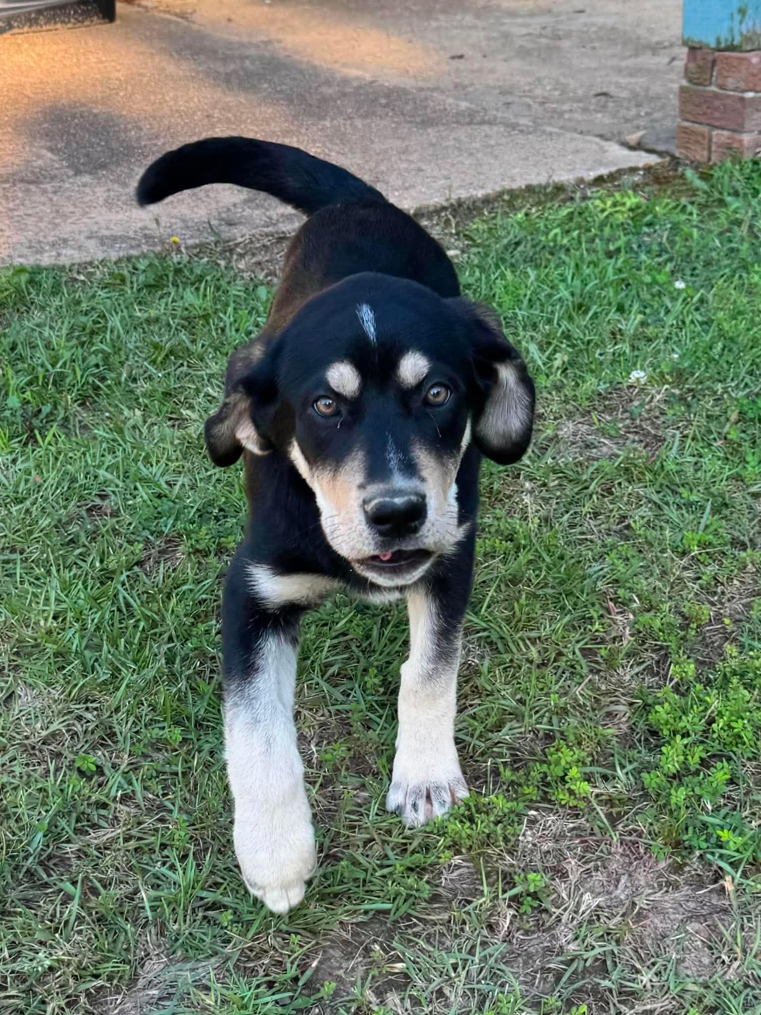 Mahli is pending!, Adoptable, Puppy Female Labrador Retriever & Shepherd.