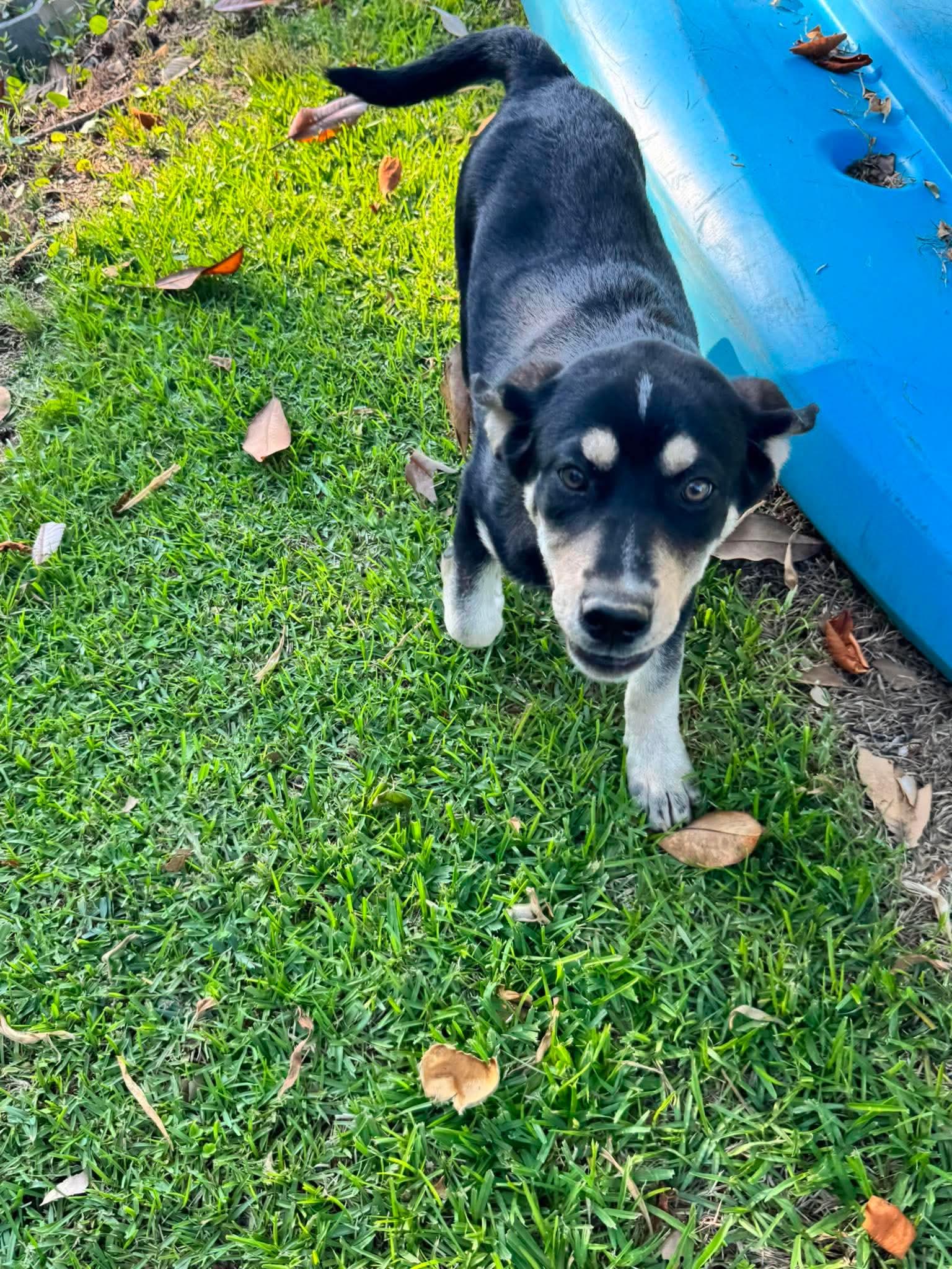 Mahli is pending!, a Adoptable mixed breed in Lewiston, ME image 3/6