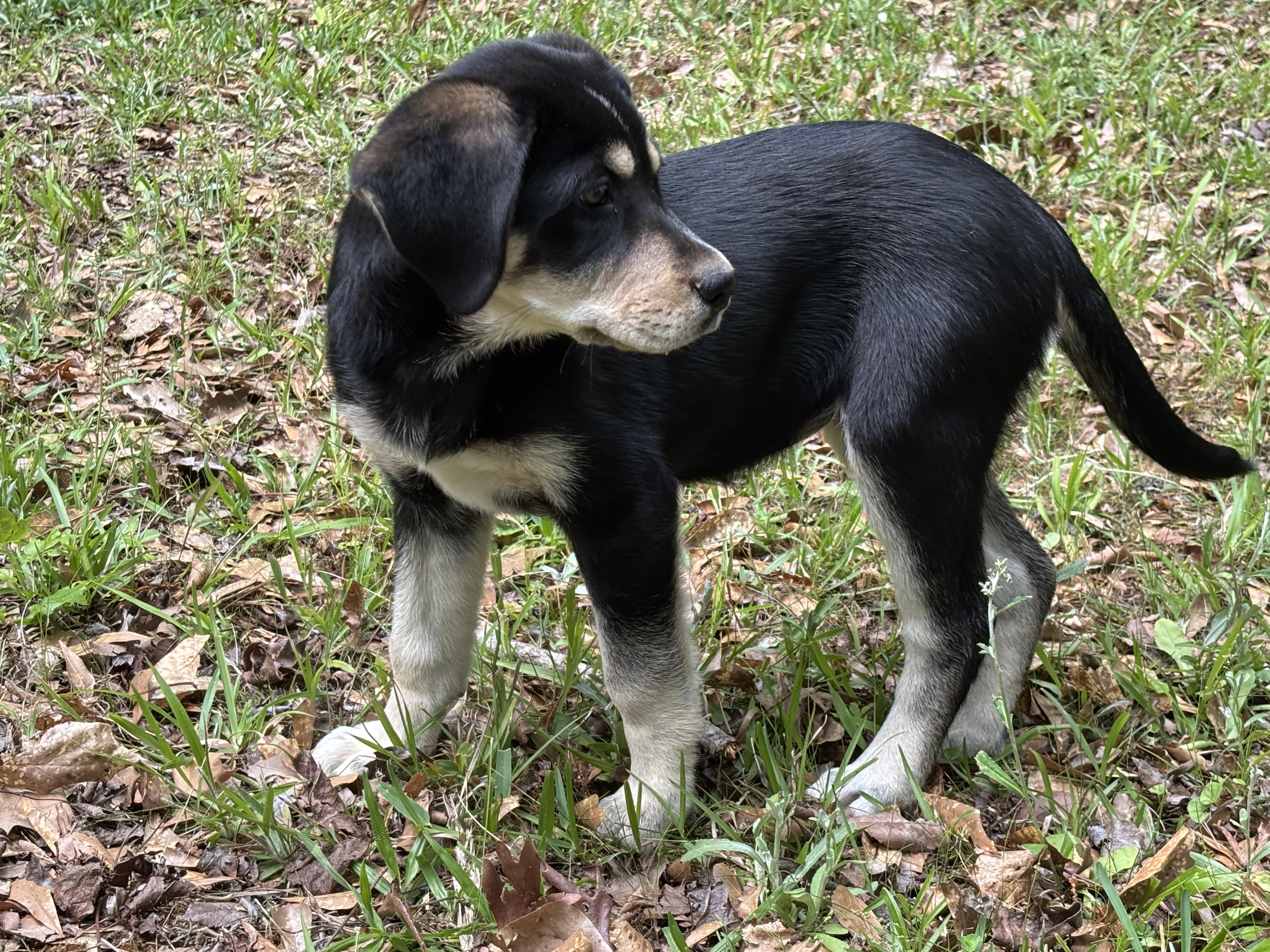Mahli is pending!, a Adoptable mixed breed in Lewiston, ME image 4/6