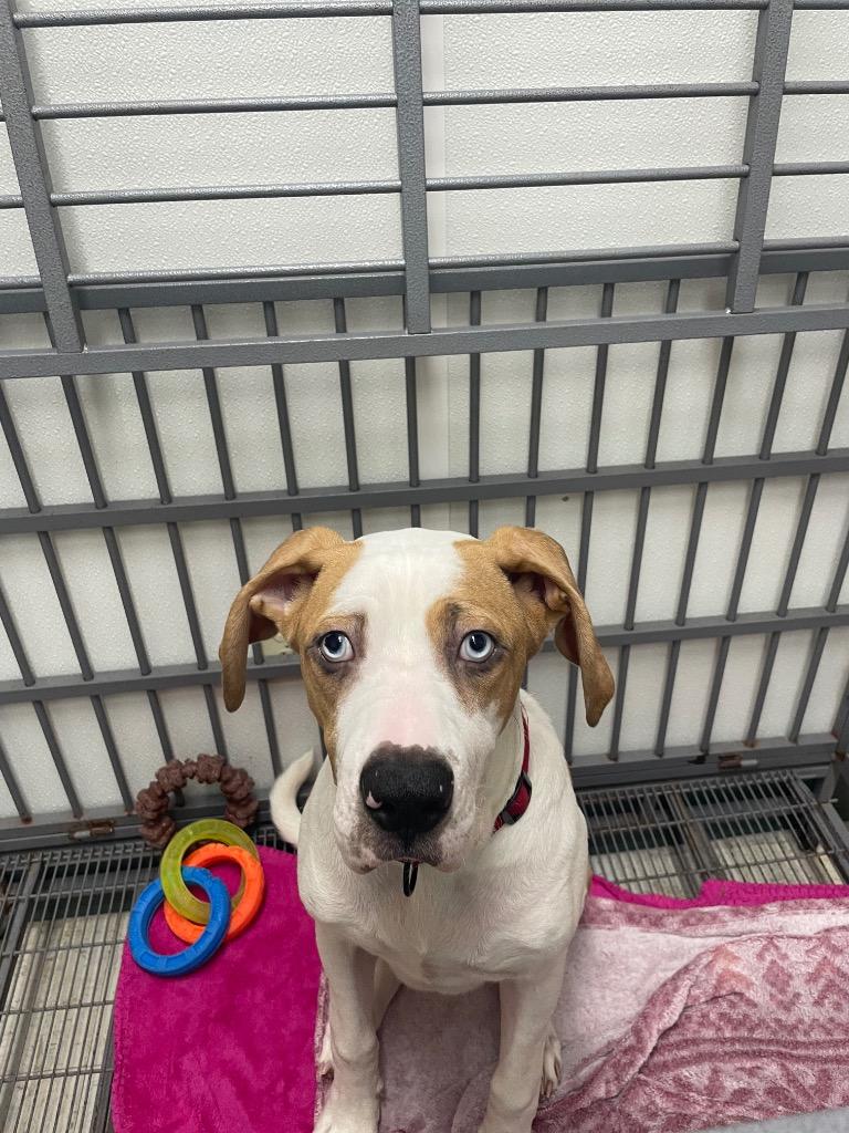 Enlarge Monty, an adopted mixed breed in Maysville, KY image 1/1