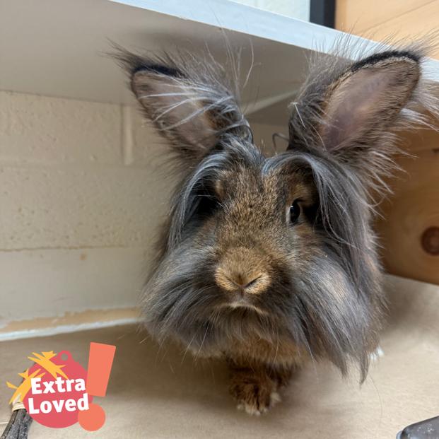 Jabba the Hop, Adoptable, Young Male Lionhead.