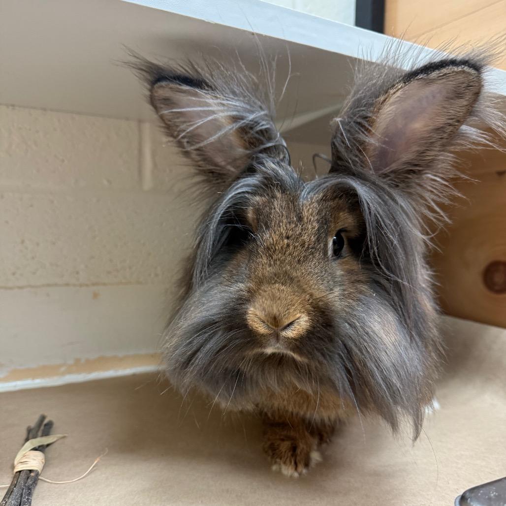 Enlarge Jabba the Hop, a Adoptable Lionhead in Pittsburgh, PA image 2/4