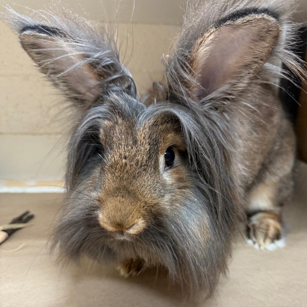 Enlarge Jabba the Hop, a Adoptable Lionhead in Pittsburgh, PA image 3/4