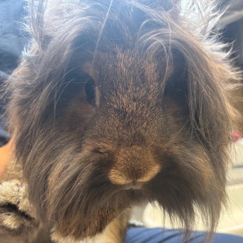 Enlarge Jabba the Hop, a Adoptable Lionhead in Pittsburgh, PA image 4/4