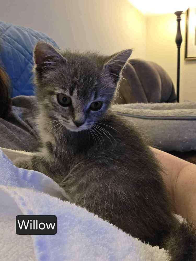 WILLOW, Adoptable, Kitten Female Domestic Short Hair.
