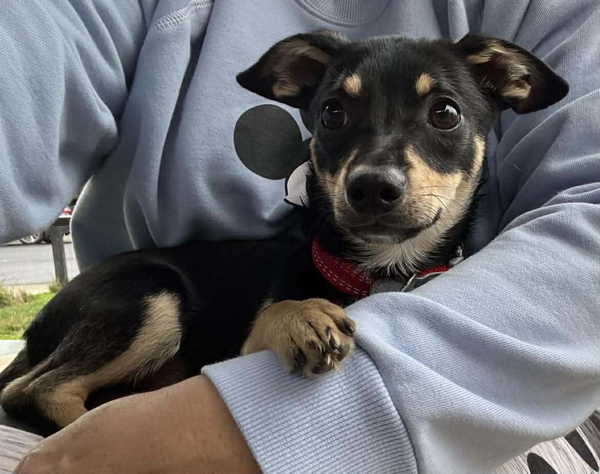 Donner!, a ADOPTABLE mixed breed in Roseville, CA image 2/4