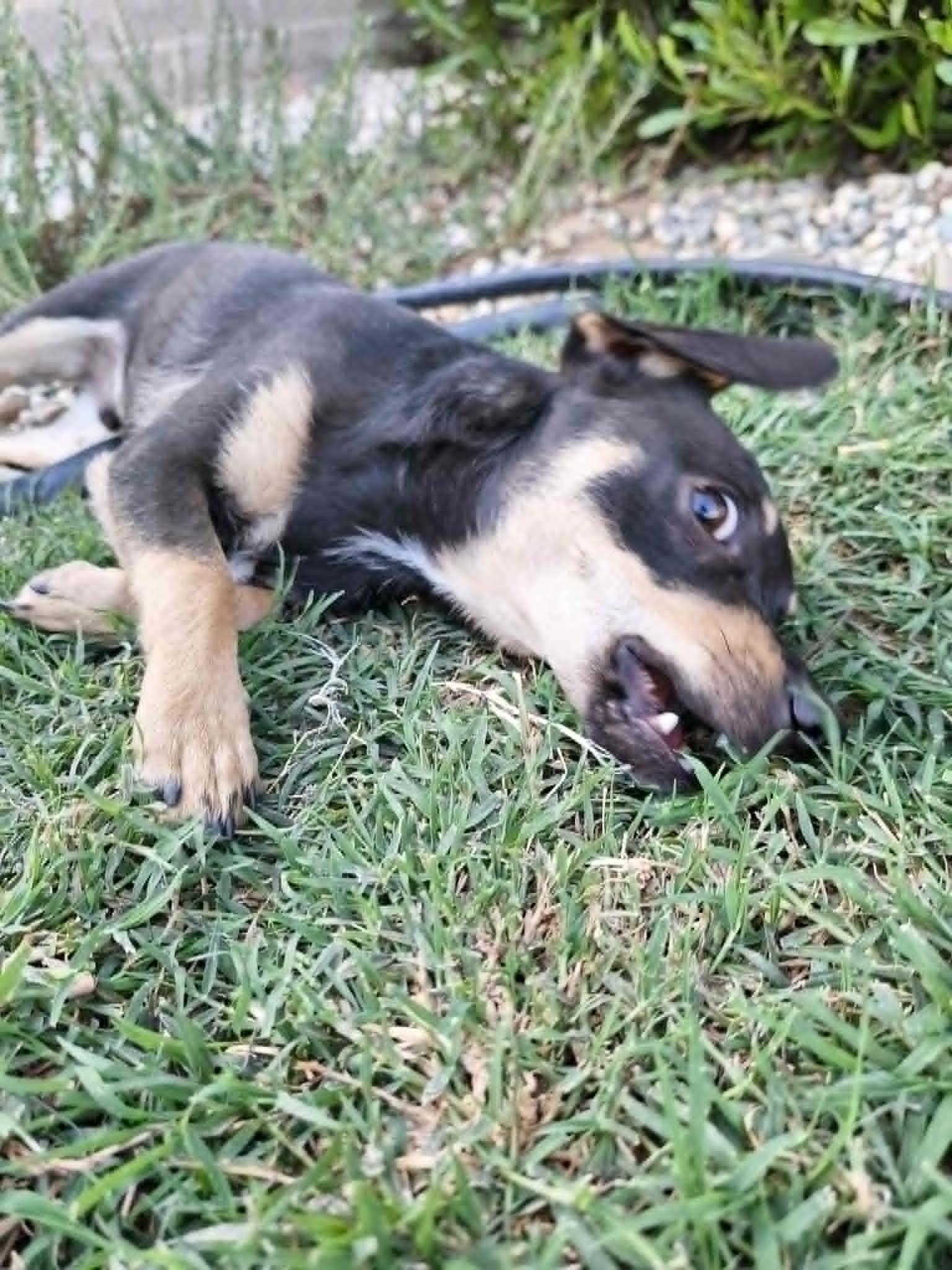 Enlarge Donner!, a ADOPTABLE mixed breed in Roseville, CA image 3/6